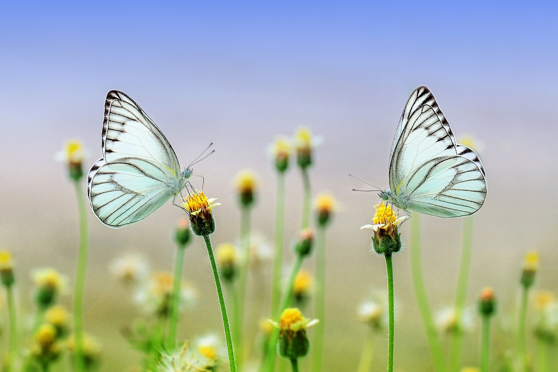 Two butterflies enjoying the newly-bloomed Spring flowers
